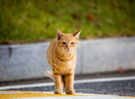 Aufnahme einer Katze mit rötlich-braunem Fell von vorne.