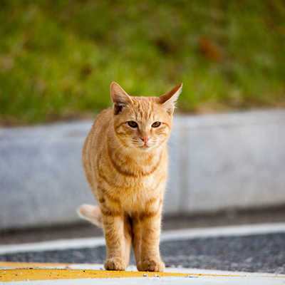 Wenn freilaufende Katzen sich vermehren, findet der Nachwuchs nicht immer ein liebevolles Zuhause. Foto: Adobe Stock