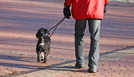  Trierer Hundebesitzer müssen ab diesem Jahr tiefer in die Tasche greifen. Foto: Jörg Sabel/<a href="http://www.pixelio.de" target="_blank">pixelio.de</a>