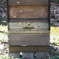 Am Flugloch der Bienenkiste herrscht schon Hochbetrieb.