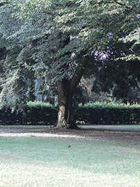 Baumgrab auf dem Hauptfriedhof