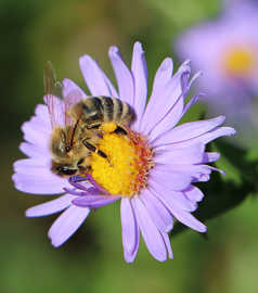 Honigbiene beim Sammeln von Nektar und Pollen an einer Blüte
