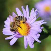 Honigbiene beim Sammeln von Nektar und Pollen an einer Blüte