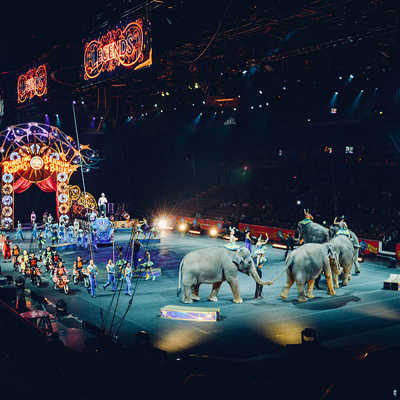 Elefanten in der Manege. Eine Mehrheit im Stadtrat möchte Wildtiere im Zirkus verbieten. Foto: Becky Phan, Unsplash