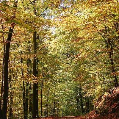 Auf diesem Forstweg im Weisshauswald prägen die gelb gefärbten Buchenblätter das herbstliche Bild. Dieser Wald hat eine zentrale Bedeutung für die Naherholung im Stadtteil Trier-West/Pallien. Foto: Forstrevier