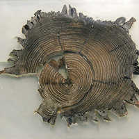 Der Beweis: Diese Holzscheibe stammt von einem Pfahl der ersten Moselbrücke und kann mit Hilfe der Dendrochronologie auf das Jahr 17 vor Christus datiert werden.