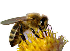 Biene beim Bestäuben einer Blüte.
