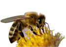 Biene beim Bestäuben einer Blüte. Foto: Grace Winter/<a href="http://www.poixelio.de" target="_blank">pixelio.de</a>