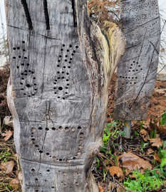 Totholz mit Löchern für Insekten