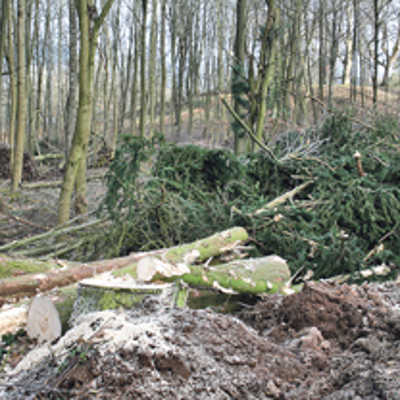 Nach den Sturmschäden vor einem Jahr waren die Mitarbeiter des städtischen Forstbetriebs im Dauereinsatz.