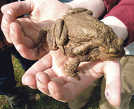 Erdkröten sind nach circa drei Jahren geschlechtsreif. Dieses Weibchen transportiert ihren kleineren Partner auf dem Rücken. Foto: Untere Naturschutzbehörde