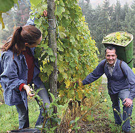 Bei „Ein halber Tag im Weinberg“ geht es für die Teilnehmer mit zwei Winzern zur Weinlese. Foto: Projektbüro Saar-Hunsrück-Steig