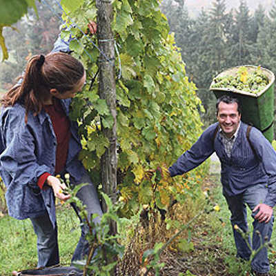 Bei „Ein halber Tag im Weinberg“ geht es für die Teilnehmer mit zwei Winzern zur Weinlese. Foto: Projektbüro Saar-Hunsrück-Steig