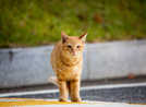 Wenn freilaufende Katzen sich vermehren, findet der Nachwuchs nicht immer ein liebevolles Zuhause. Foto: Adobe Stock