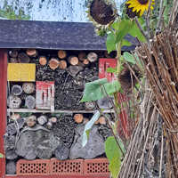 Im Garten von Familie Kneip gibt es verschiedene Lebensräume für Tiere. Am Bildrand stehen Sonnenblumen.