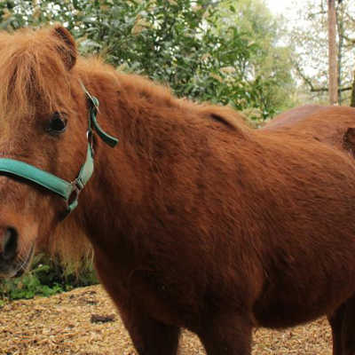 Mehr Kindern das Reiten beibringen – das ist das Ziel des Reitvereins Trier. Unterstützer des Projekts am Trimmelter Hof haben bereits mehr als 2000 Euro über die Plattform „Gemeinsam bewirken“ der Sparkasse Trier für ein neues Pferd gespendet. Foto: Reitverein