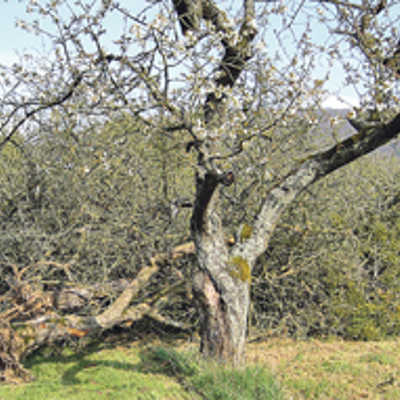 Dieser Baum (l.) wurde unerlaubterweise komplett mit der Wurzel gefällt. Dadurch wird auch der Lebensraum dort heimischer Tierarten zerstört. Foto: Untere Naturschutzbehörde