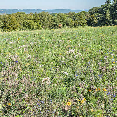 Der „Blühstreifen“ am Mattheiser Wald bietet Lebensraum für allerlei Tierarten – darunter auch Rebhühner. Foto: Forstamt Trier 