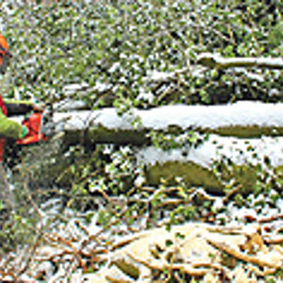 Forstarbeiter Egbert Grünen zersägt den Stamm eines gefällten Bergahorns unterhalb des Berghotels Kockelsberg. Der Baum wird mit einem Rücketraktor weggeschafft und für Brennholzkunden am Wegesrand bereitgelegt.