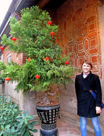 Weihnachtsbaum mit Lampions in Xiamen