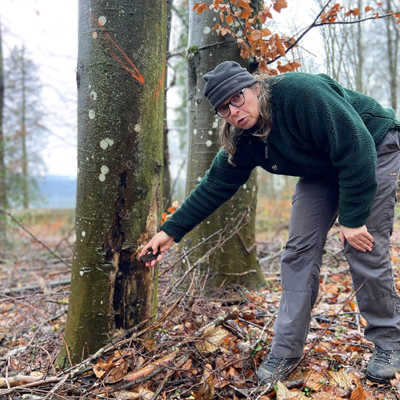 Försterin Kerstin Schmitt zeigt eine kranke Buche im Petrisberger Wald, die gefällt werden muss.