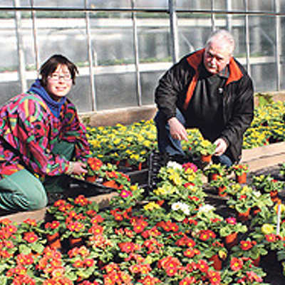 Gärtnermeister Matthias Melchisedech und seine Tochter Melanie begutachten im Treibhaus blühende Primeln, wie sie ab März vor Porta Nigra gepflanzt werden.