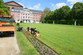 Die StadtGrün-Mitarbeiter bepflanzen die Wiese im Palastgarten mit insekten- und bienenfreundlichen Pflanzen.