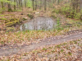 Eine mit Regenwasser gefüllte Mulde im Wald.