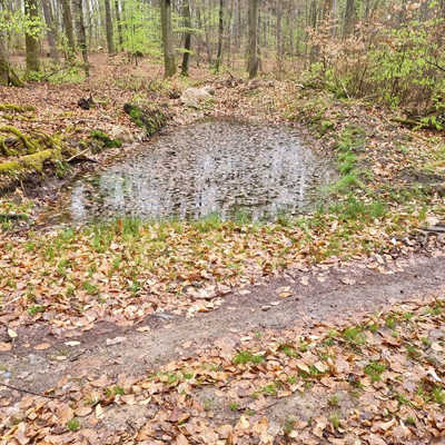Retensionsmulden zum Regenwasserrückhalt sind eine wichtige Komponente der Anpassung an den Klimawandel im Stadtwald. Foto: Revierförsterei Ehrang