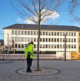Christian Thesen vom Grünflächenamt begutachtet die neu gepflanzte Platane auf dem Nikolaus-Koch-Platz.