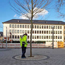 Christian Thesen vom Grünflächenamt begutachtet die neu gepflanzte Platane auf dem Nikolaus-Koch-Platz. Christian Thesen vom Grünflächenamt begutachtet die neu gepflanzte Platane auf dem Nikolaus-Koch-Platz.