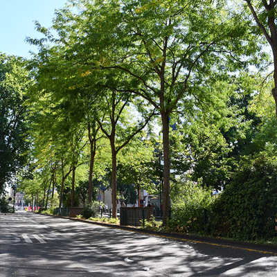 Baumreihe entlag der Stresemannstraße