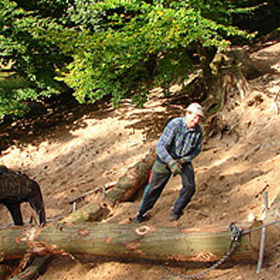 Im Weisshauswald befestigt Fortswirt Werner Streit Esskastanienstämme zum Erosionsschutz an einem Hang. Foto: Forstrevier