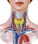Die Schilddrüse (1) und sitzt mit Nebenorganen (6) mitten im Hals zwischen Kehlkopf (2), Luftröhre (3) und mehreren Blutgefäßen 4+5). Daher kann eine extreme Vergrößerung dieses Organs unter anderem zu Atemnot führen.