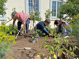 Mitarbeitende von StadtGrün bepflanzen das Beet vor dem Rathaus.