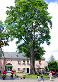 Foto: Alter Baum vor der Weinstube Kesselstatt
