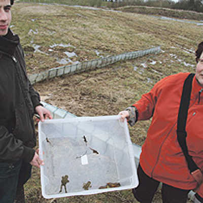 Die Amphibien in der „Umzugskiste“ von Birgit Dahms und Florian Steinbrück wurden zuvor an den Fangzäunen am Trimmelter Hof eingesammelt.