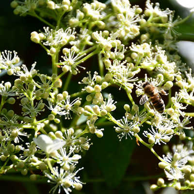 Eine Biene fliegt auf eine Holunderblüte.