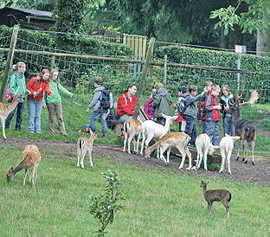 Zu einem Besuch des Wildgeheges im Weisshauswald gehört für viele das Füttern der Tiere dazu.
