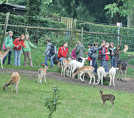 Zu einem Besuch des Wildgeheges im Weisshauswald gehört für viele das Füttern der Tiere dazu.