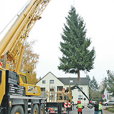 Mitarbeiter des städtischen Gebäudemanagements überwachen den Abtransport des Tannenbaums. Vor dem Fällen wurde, wurde er mit einem Kranseil an der Baumkrone gesichert.