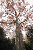 Rindennarben und Pilzfruchtkörper am Stamm dieser als Naturdenkmal geschützten Rotbuche auf dem Hauptfriedhof deuten darauf hin, dass der Baum bald sterben wird.