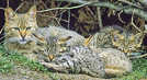 Eine Wildkatzen-Mutter mit ihren Jungen. Foto: BUND