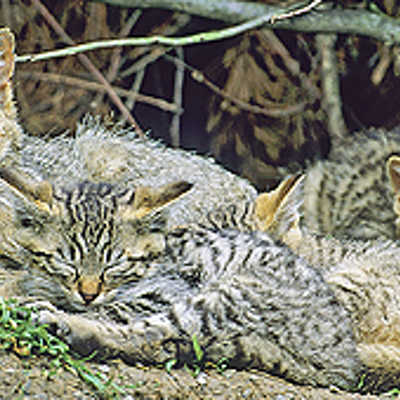Eine Wildkatzen-Mutter mit ihren Jungen. Foto: BUND