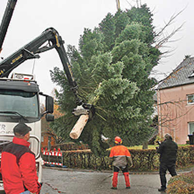 Ein Kran hebt den rund 18 Meter großen Tannenbaum auf einen Hänger, der ihn anschließend auf den Hauptmarkt bringt.