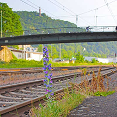Der frühere Haltepunkt des Bahnhofs Trier-West, in dessen Umfeld sich Triers erster Bahnhof mit dem Namen „Trier links der Mosel“ befand, liegt im Dornröschenschlaf. Der Bahnsteig am Richtungsgleis Ehrang ist noch vorhanden (Bild).