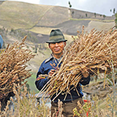 Diese Bauern in Ecuador können sich als Anbauer von Quinoa-Korn über das Fairtrade-Zertifikat freuen. Foto: TransFair e.V./Didier Gentilhomme