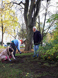Die Trierer Lebenshilfe unterstützt das Grünflächenamt bei der Pflanzaktion in der Theodor-Heuss-Allee.