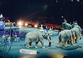 Elefanten in der Manege. Foto: Becky Phan, Unsplash