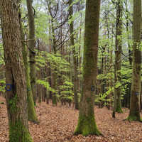 Waldbäume mit Markierung in Form eines blauen Kreises am Stamm.